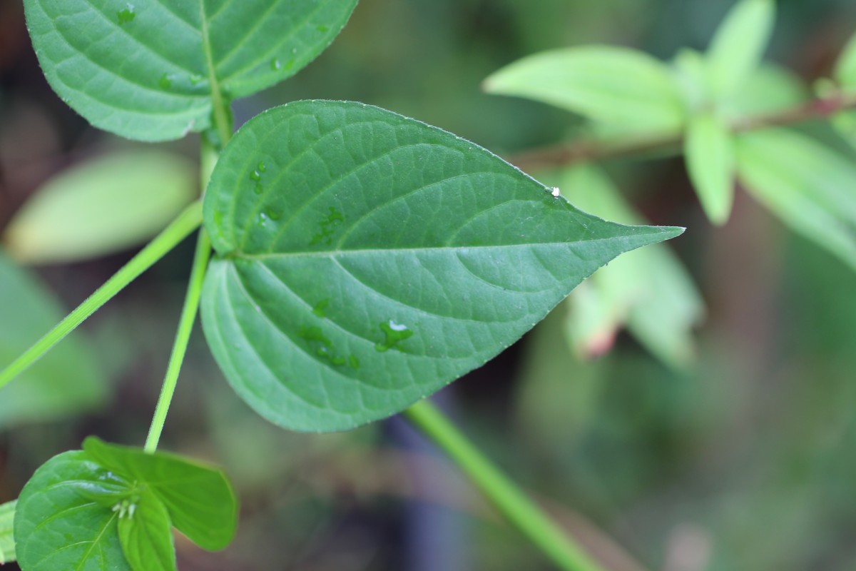 Asystasia gangetica (L.) T.Anderson